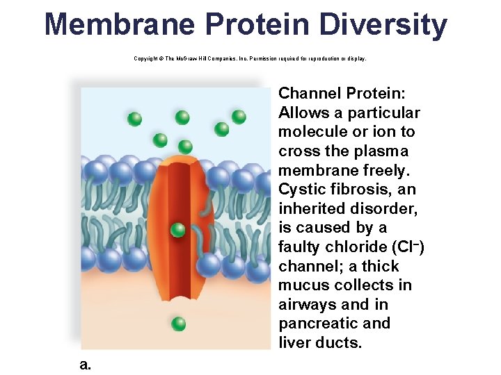 Membrane Protein Diversity Copyright © The Mc. Graw-Hill Companies, Inc. Permission required for reproduction