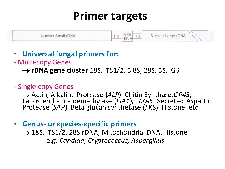 Primer targets • Universal fungal primers for: - Multi-copy Genes r. DNA gene cluster