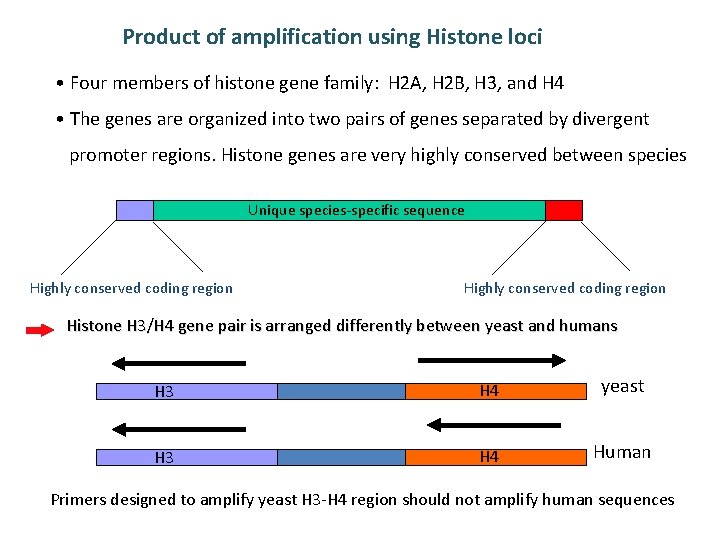Product of amplification using Histone loci • Four members of histone gene family: H