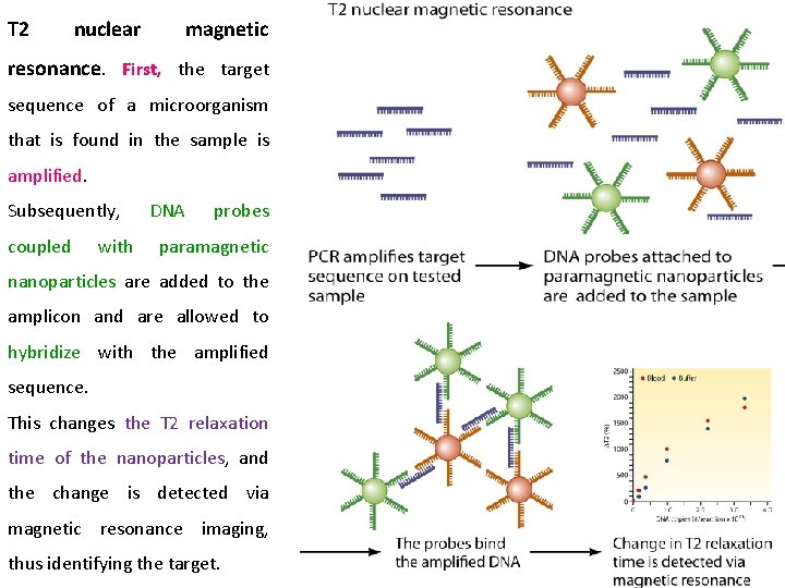 T 2 nuclear magnetic resonance. First, the target sequence of a microorganism that is