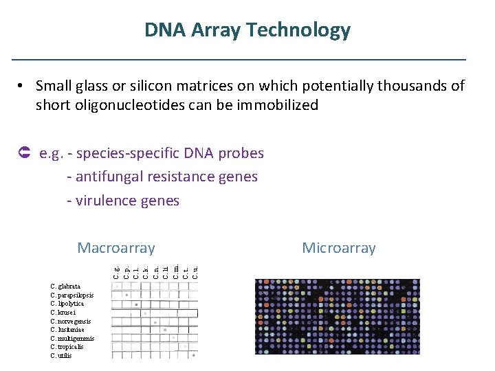 DNA Array Technology • Small glass or silicon matrices on which potentially thousands of