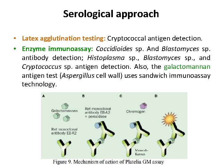 Serological approach • Latex agglutination testing: Cryptococcal antigen detection. • Enzyme immunoassay: Coccidioides sp.