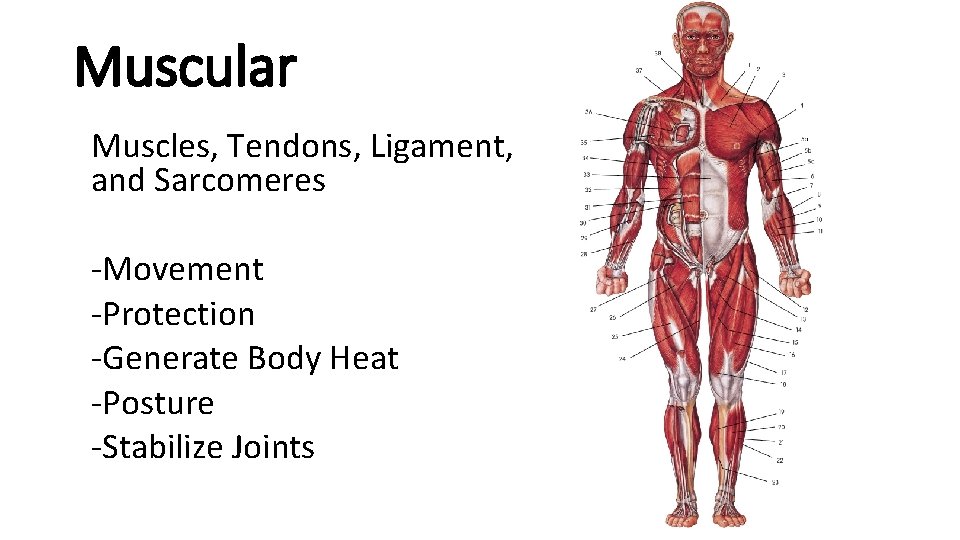 Muscular Muscles, Tendons, Ligament, and Sarcomeres -Movement -Protection -Generate Body Heat -Posture -Stabilize Joints