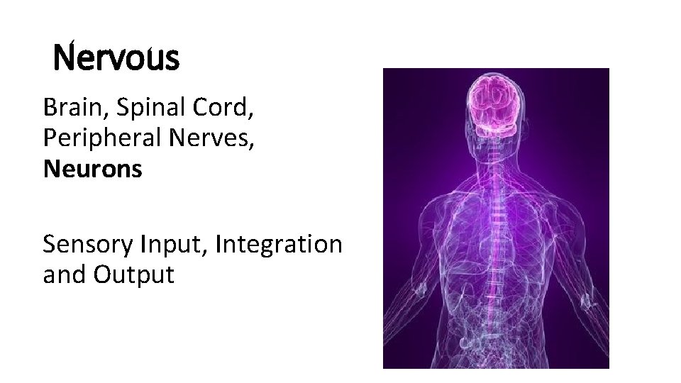 Nervous Brain, Spinal Cord, Peripheral Nerves, Neurons Sensory Input, Integration and Output 