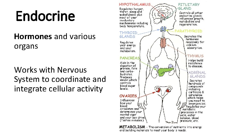 Endocrine Hormones and various organs Works with Nervous System to coordinate and integrate cellular