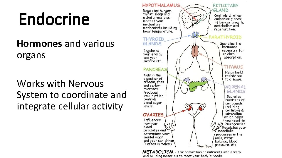 Endocrine Hormones and various organs Works with Nervous System to coordinate and integrate cellular Endocrine Hormones and various organs Works with Nervous System to coordinate and integrate cellular