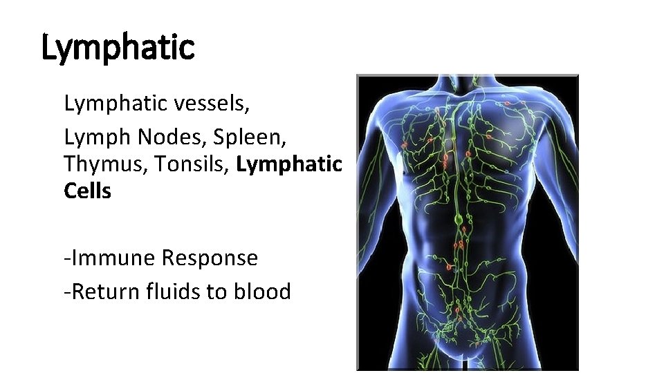 Lymphatic vessels, Lymph Nodes, Spleen, Thymus, Tonsils, Lymphatic Cells -Immune Response -Return fluids to