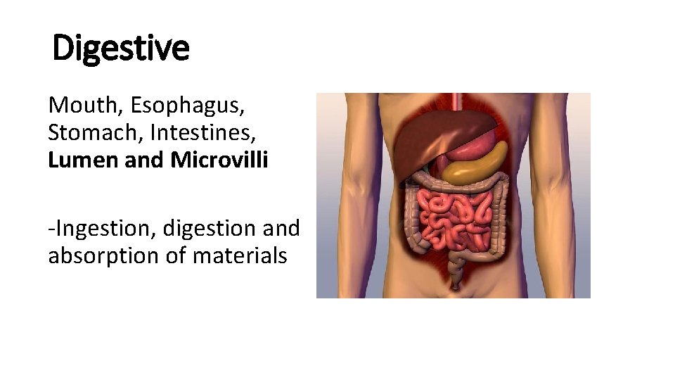 Digestive Mouth, Esophagus, Stomach, Intestines, Lumen and Microvilli -Ingestion, digestion and absorption of materials