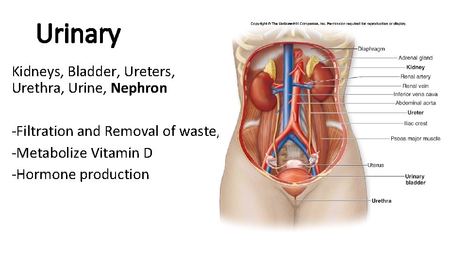 Urinary Kidneys, Bladder, Ureters, Urethra, Urine, Nephron -Filtration and Removal of waste, -Metabolize Vitamin