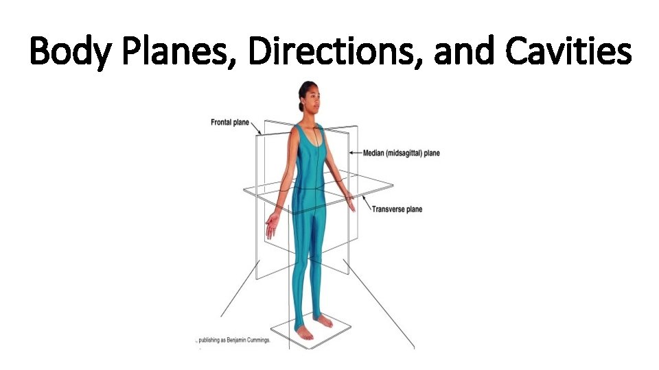 Body Planes, Directions, and Cavities 