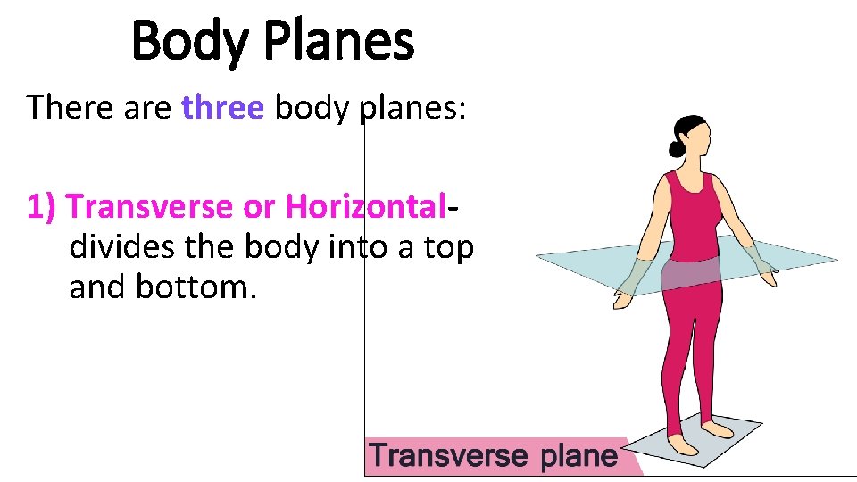 Body Planes There are three body planes: 1) Transverse or Horizontaldivides the body into