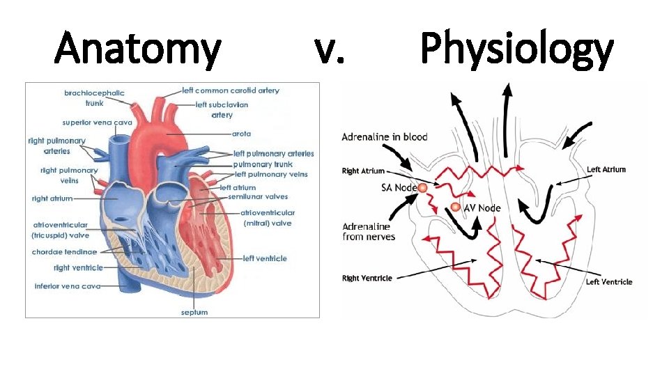 Anatomy v. Physiology 