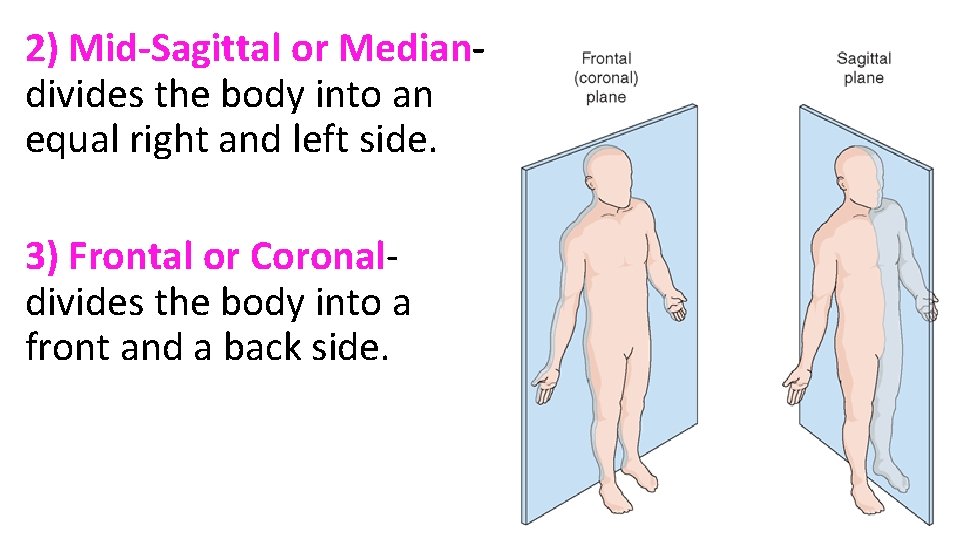 2) Mid-Sagittal or Mediandivides the body into an equal right and left side. 3) 2) Mid-Sagittal or Mediandivides the body into an equal right and left side. 3)