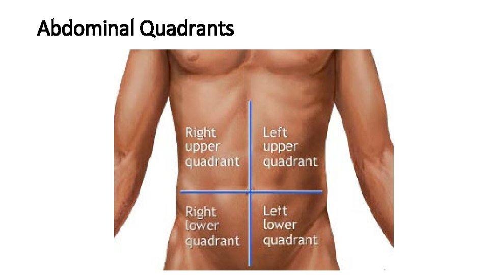 Abdominal Quadrants 