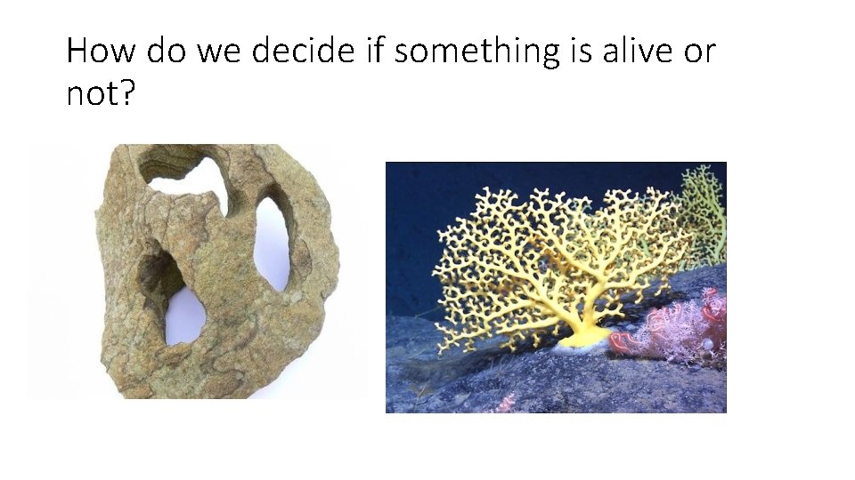 How do we decide if something is alive or not? How do we decide if something is alive or not?