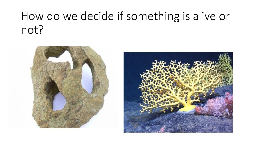 How do we decide if something is alive or not? 