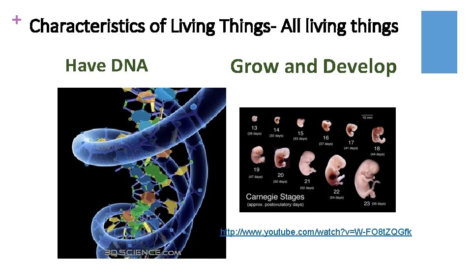 + Characteristics of Living Things- All living things Have DNA Grow and Develop http: