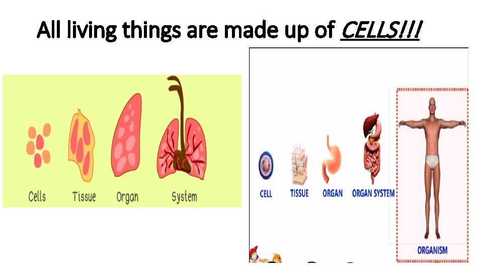 All living things are made up of CELLS!!! 