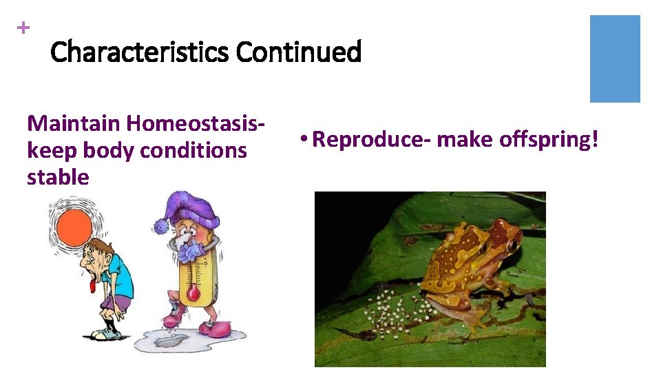 + Characteristics Continued the chemical reactions Maintainall Homeostasisthat happen within an • Reproducemake offspring!