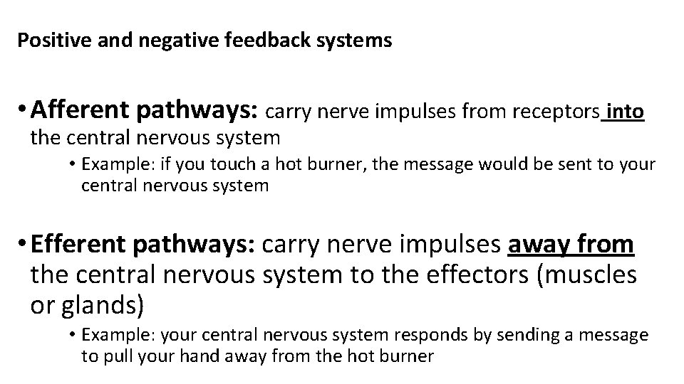 Positive and negative feedback systems • Afferent pathways: carry nerve impulses from receptors into