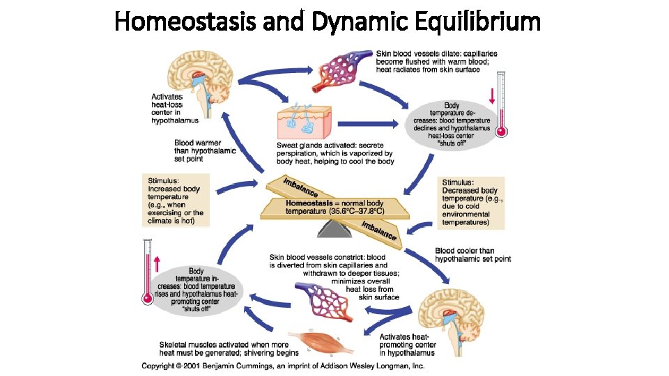Homeostasis and Dynamic Equilibrium 