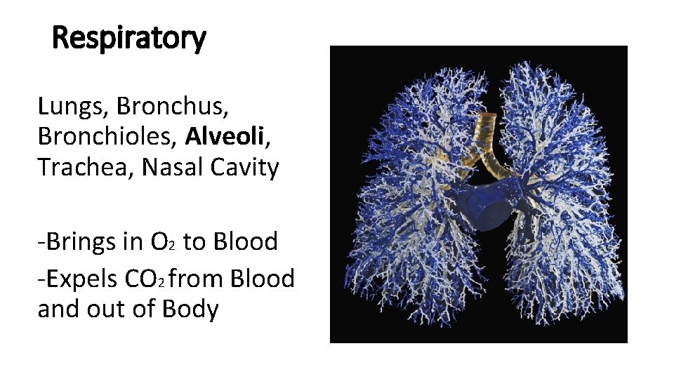 Respiratory Lungs, Bronchus, Bronchioles, Alveoli, Trachea, Nasal Cavity -Brings in O 2 to Blood