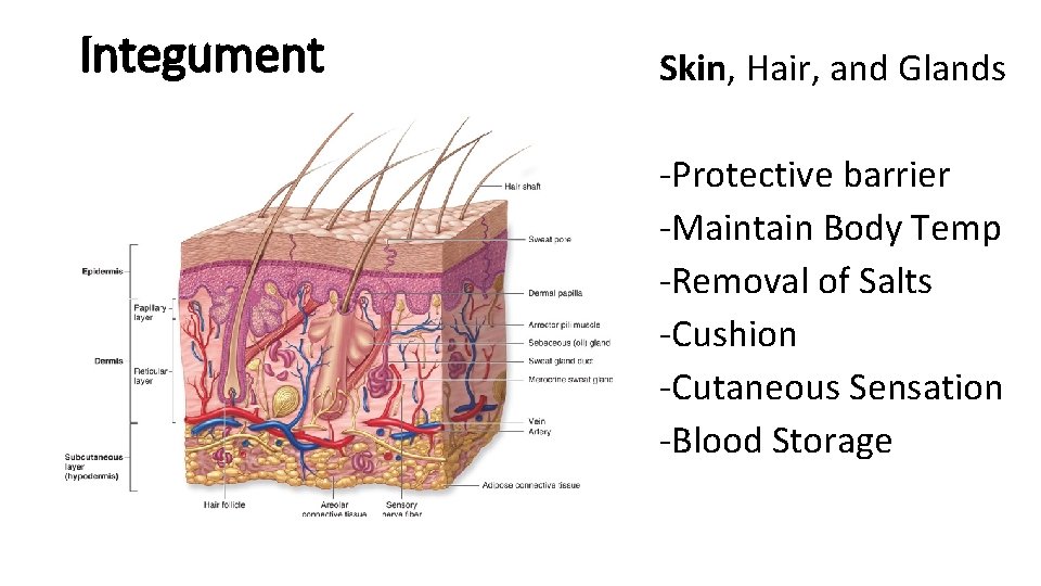 Integument Skin, Hair, and Glands -Protective barrier -Maintain Body Temp -Removal of Salts -Cushion