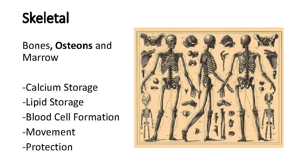 Skeletal Bones, Osteons and Marrow -Calcium Storage -Lipid Storage -Blood Cell Formation -Movement -Protection