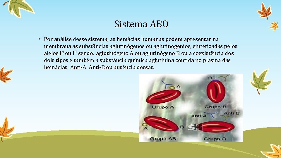 Sistema ABO • Por análise desse sistema, as hemácias humanas podem apresentar na membrana