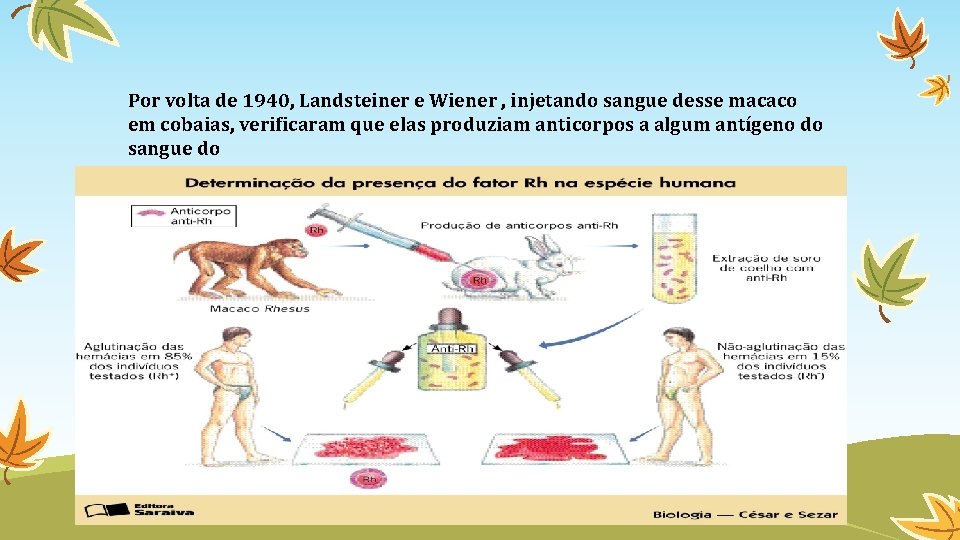 Por volta de 1940, Landsteiner e Wiener , injetando sangue desse macaco em cobaias,