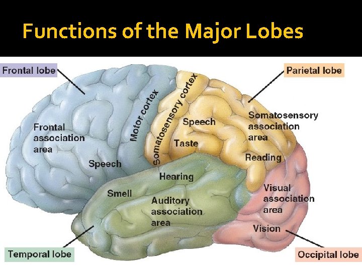 Functions of the Major Lobes 