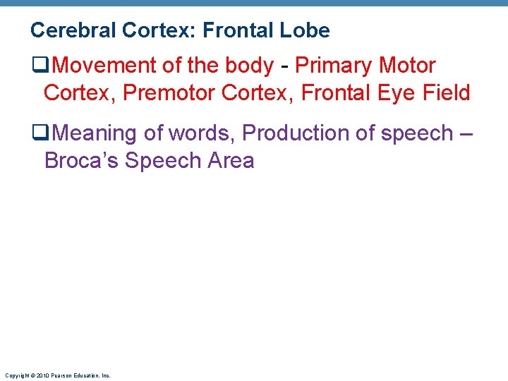 Cerebral Cortex: Frontal Lobe q. Movement of the body - Primary Motor Cortex, Premotor