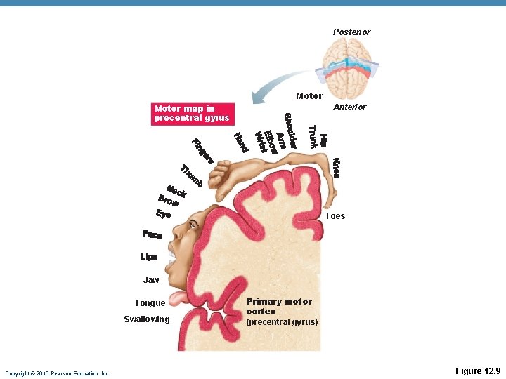 Posterior Motor map in precentral gyrus Anterior Toes Jaw Tongue Swallowing Copyright © 2010