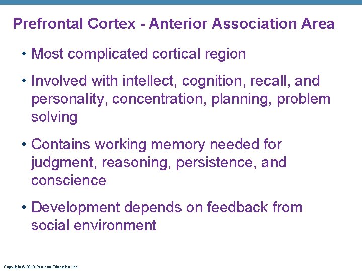 Prefrontal Cortex - Anterior Association Area • Most complicated cortical region • Involved with