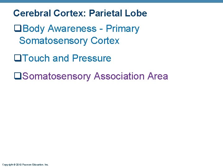 Cerebral Cortex: Parietal Lobe q. Body Awareness - Primary Somatosensory Cortex q. Touch and