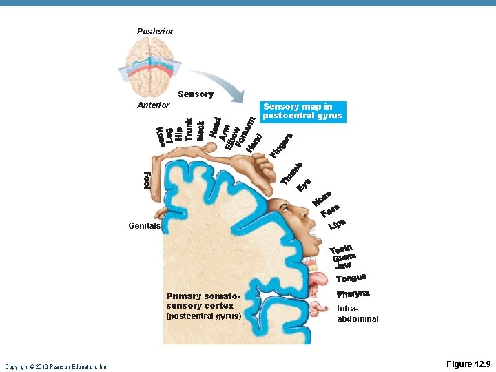 Posterior Sensory Anterior Sensory map in postcentral gyrus Genitals Primary somatosensory cortex (postcentral gyrus)