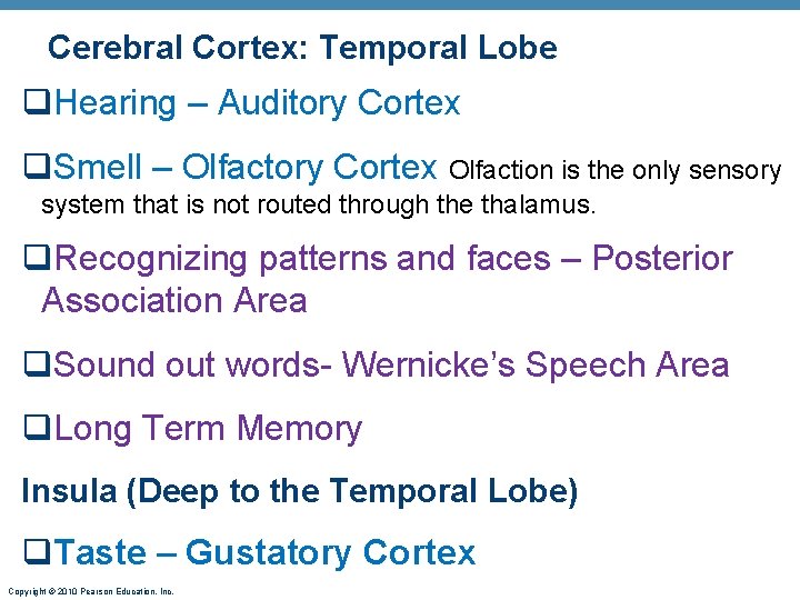 Cerebral Cortex: Temporal Lobe q. Hearing – Auditory Cortex q. Smell – Olfactory Cortex