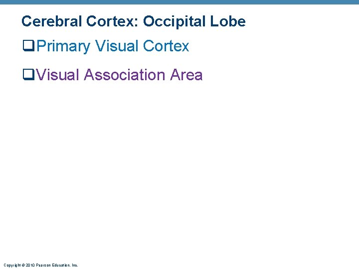 Cerebral Cortex: Occipital Lobe q. Primary Visual Cortex q. Visual Association Area Copyright ©
