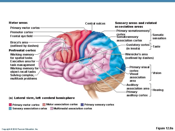 Motor areas Central sulcus Primary motor cortex Premotor cortex Frontal eye field Broca’s area