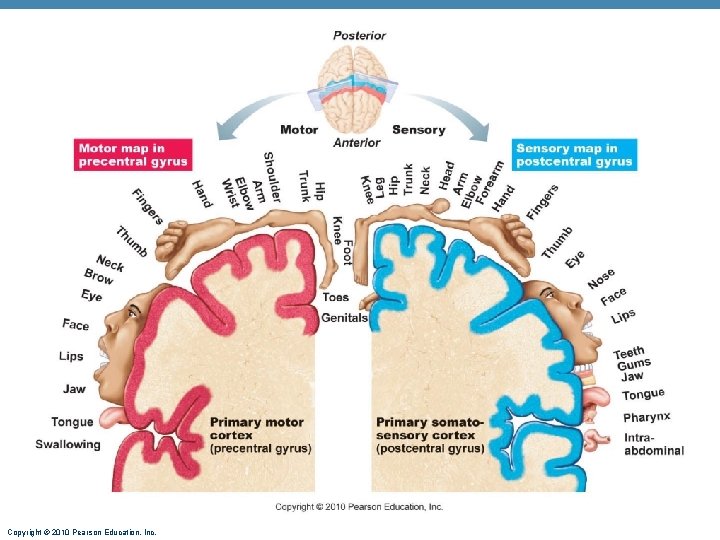 Copyright © 2010 Pearson Education, Inc. 