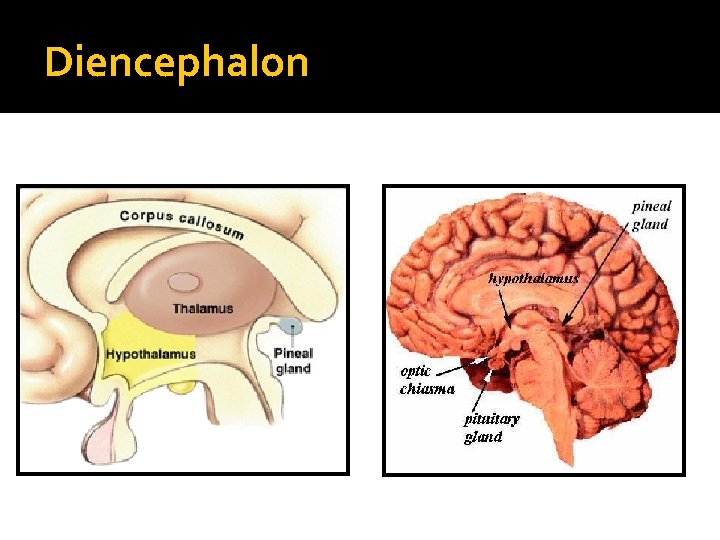 Diencephalon 