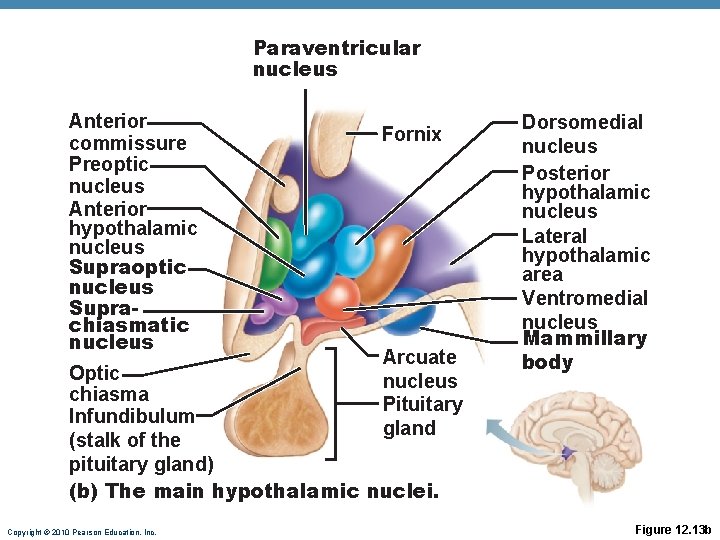 Paraventricular nucleus Anterior commissure Preoptic nucleus Anterior hypothalamic nucleus Supraoptic nucleus Suprachiasmatic nucleus Fornix