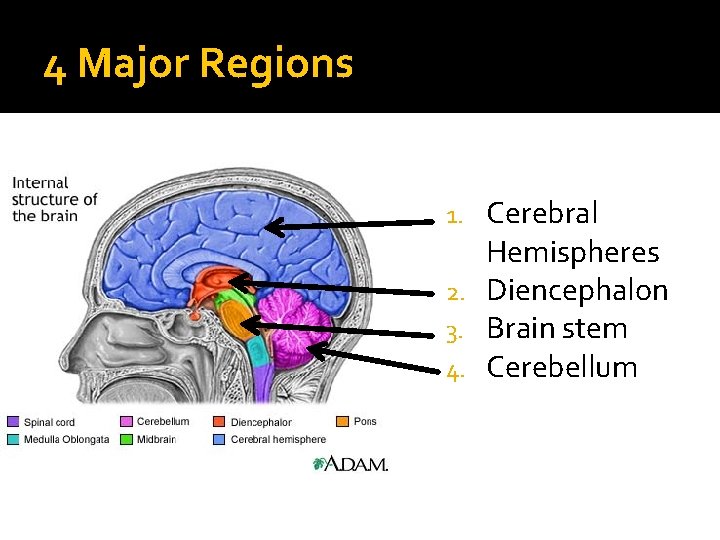 4 Major Regions Cerebral Hemispheres 2. Diencephalon 3. Brain stem 4. Cerebellum 1. 