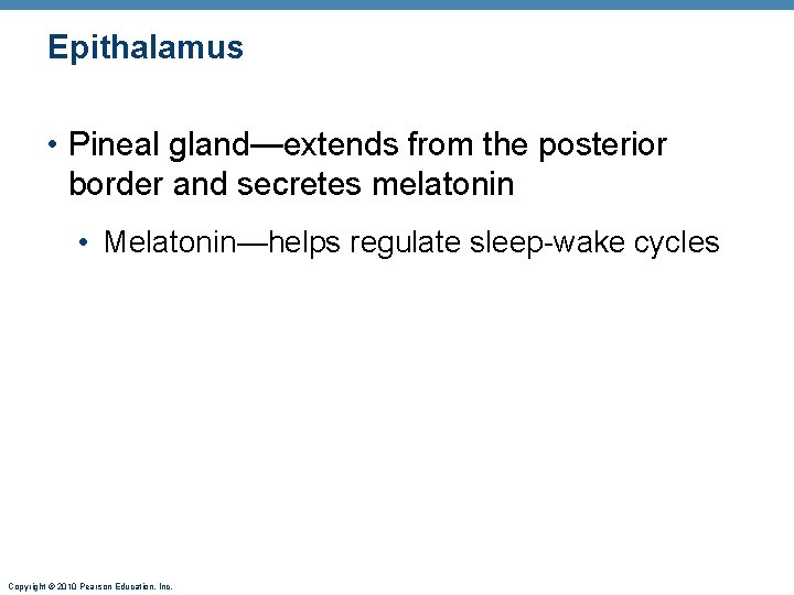 Epithalamus • Pineal gland—extends from the posterior border and secretes melatonin • Melatonin—helps regulate