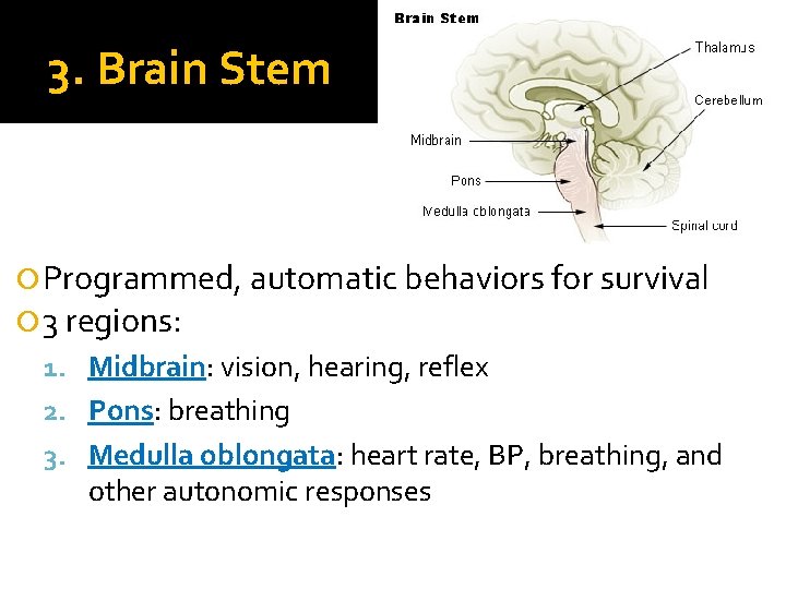 3. Brain Stem Programmed, automatic behaviors for survival 3 regions: 1. Midbrain: vision, hearing,