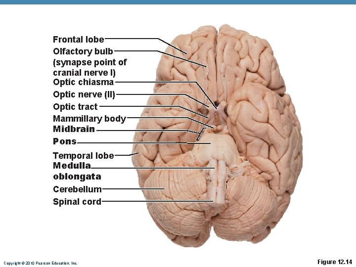 Frontal lobe Olfactory bulb (synapse point of cranial nerve I) Optic chiasma Optic nerve