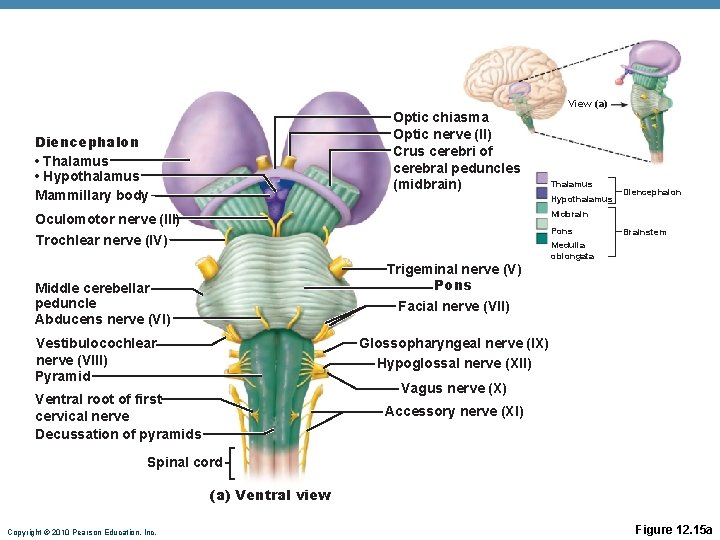 Optic chiasma Optic nerve (II) Crus cerebri of cerebral peduncles (midbrain) Diencephalon • Thalamus