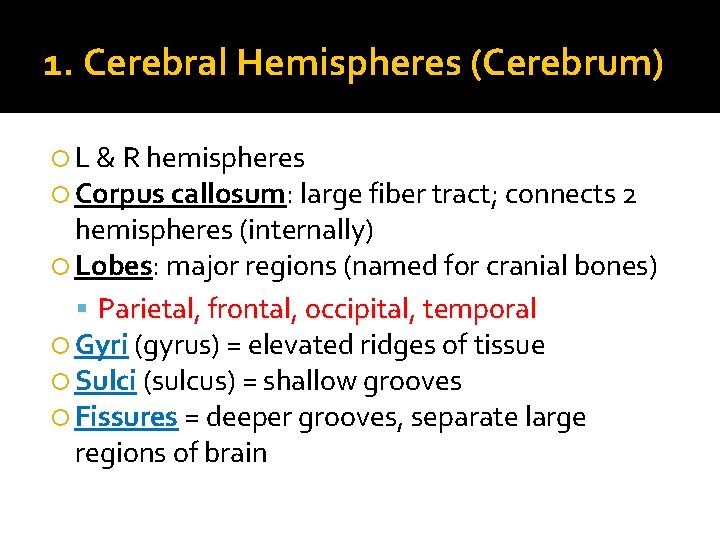 1. Cerebral Hemispheres (Cerebrum) L & R hemispheres Corpus callosum: large fiber tract; connects