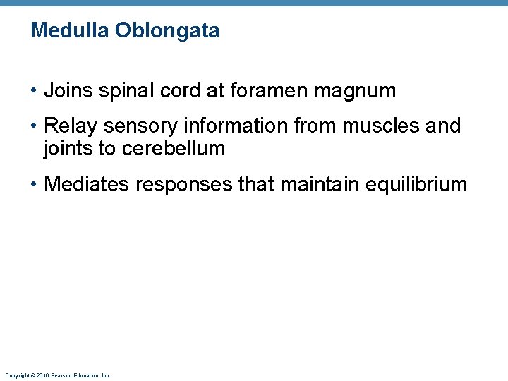 Medulla Oblongata • Joins spinal cord at foramen magnum • Relay sensory information from