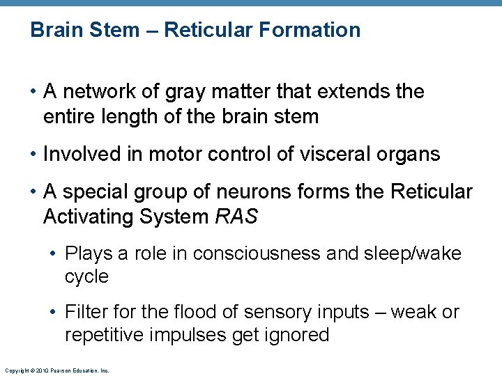 Brain Stem – Reticular Formation • A network of gray matter that extends the